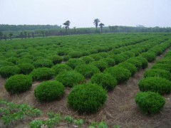 绿化苗木5