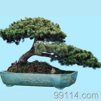 麗都綠化  迎客