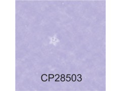 静宝PLUS(CALMPASSO PLUS)图7